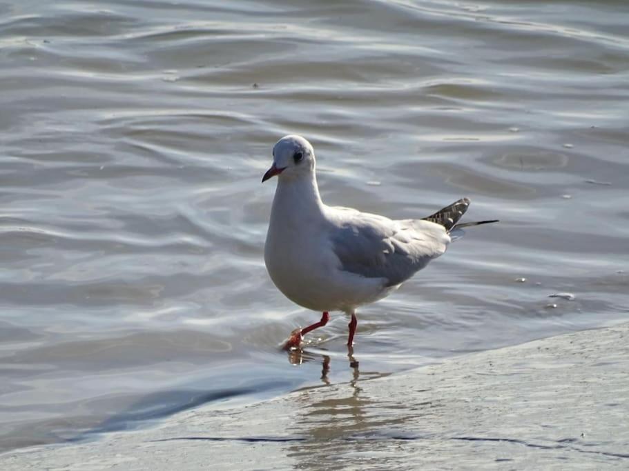 Les Pieds Dans Le Sable Apartment *